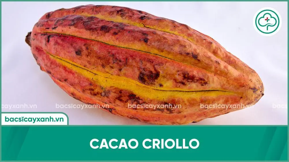Cacao Criollo